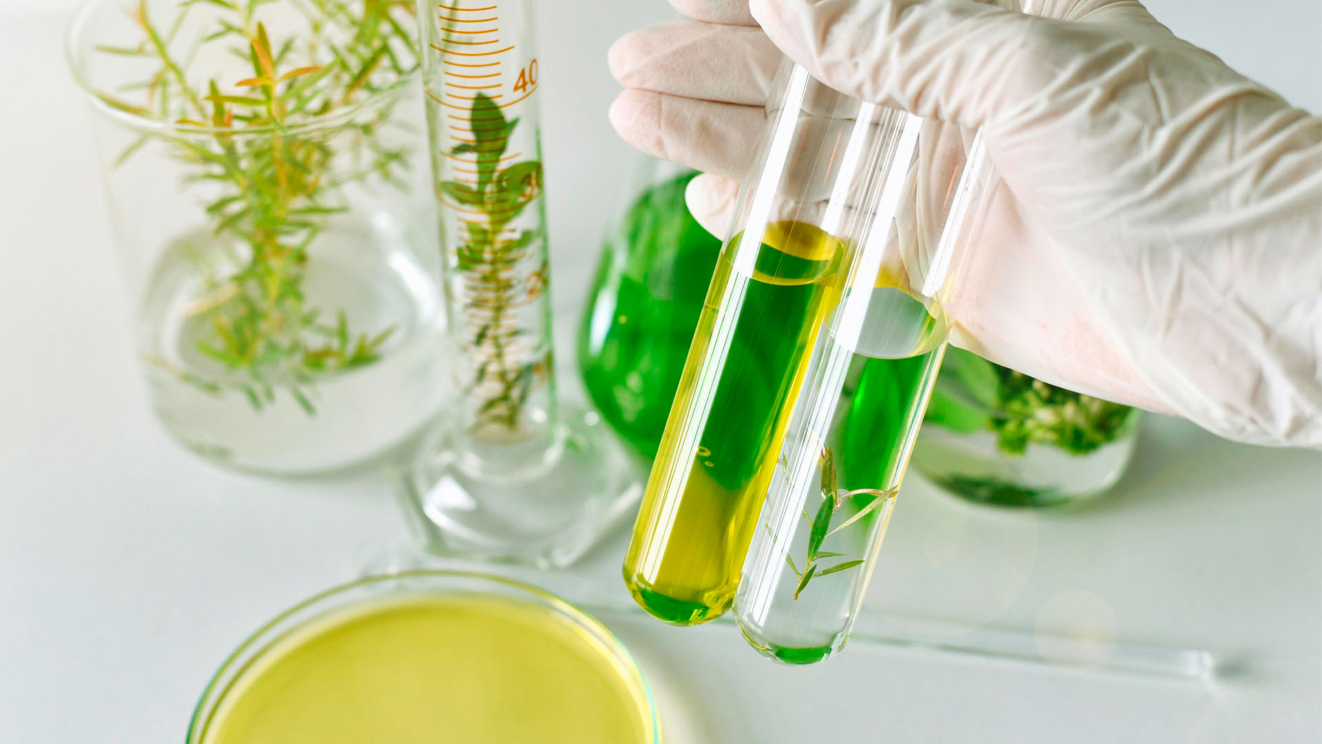 Formation chimie des plantes Navae - Module professionnel naturopathie